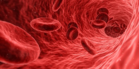 Transport de l'oxygène par les globules rouges qui contiennent du fer.